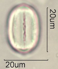 Phacelia campanularia Pollen