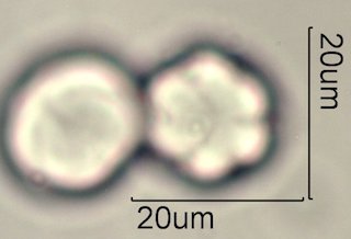 Phacelia campanularia Pollen