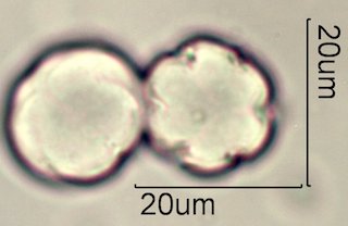 Phacelia campanularia Pollen