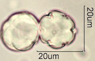 Phacelia campanularia Pollen