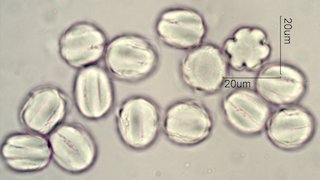 Phacelia campanularia Pollen