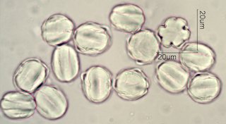 Phacelia campanularia Pollen