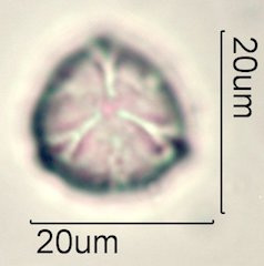 Phacelia campanularia Pollen