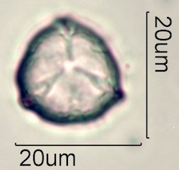 Phacelia campanularia Pollen