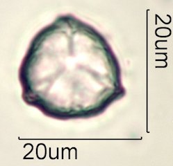 Phacelia campanularia Pollen