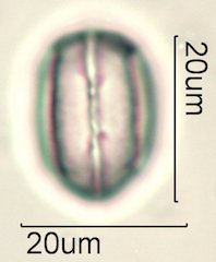 Phacelia campanularia Pollen