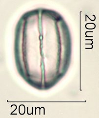 Phacelia campanularia Pollen
