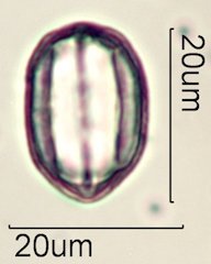 Phacelia campanularia Pollen