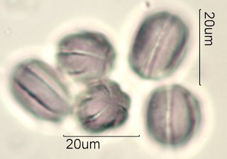 Phacelia campanularia Pollen