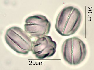 Phacelia campanularia Pollen