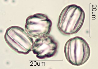 Phacelia campanularia Pollen