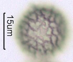 Phlox (Phlox diffusa) Pollen