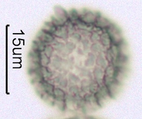 Phlox (Phlox diffusa) Pollen