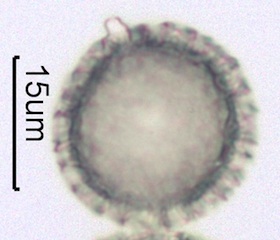 Phlox (Phlox diffusa) Pollen