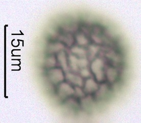 Phlox (Phlox diffusa) Pollen