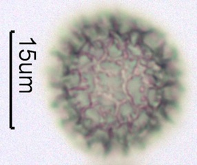 Phlox (Phlox diffusa) Pollen
