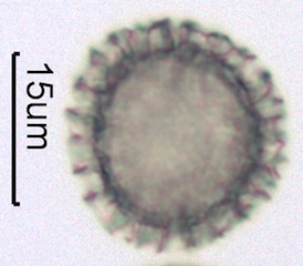 Phlox (Phlox diffusa) Pollen
