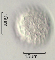 Phlox (Phlox diffusa) Pollen