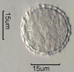 Phlox (Phlox diffusa) Pollen