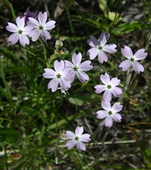 Phlox (Phlox diffusa)