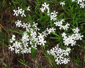 Phlox (Phlox diffusa)