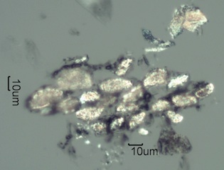 Pyrolized Phytoliths