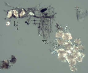 Pyrolized Phytoliths