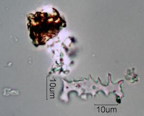 California Steppe Fire Particles