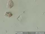 Phytolith
