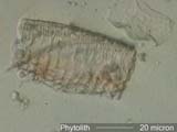 Phytolith
