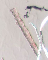 Silica Phytoliths