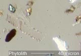 Phytolith