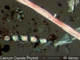 Calcium Oxalate Phytoliths