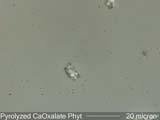 Pyrolized Phytoliths