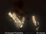 Pyrolized Phytoliths