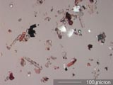 Phytolith