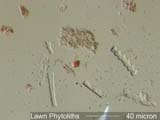 Phytolith from Lawn
