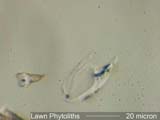 Phytolith from Lawn