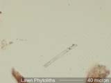Phytolith from Lawn