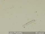 Phytolith from Lawn