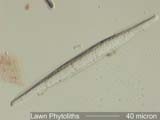 Phytolith from Lawn