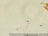 Phytolith from Lawn