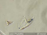 Silica Phytolith