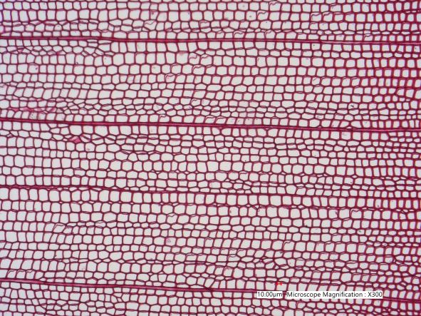 Picea glauca, Cross-Section