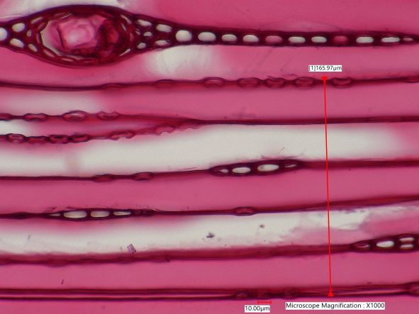 Picea glauca, Tangential-Section