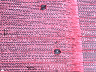 Picea glauca, Cross-Section