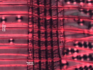 Picea glauca, Radial-Section