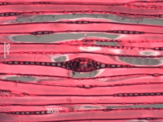 Picea glauca, Tangential-Section