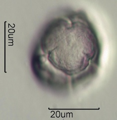 Pieris Pollen