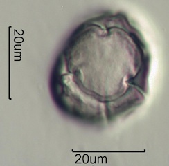 Pieris Pollen